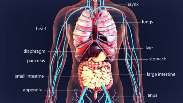 How to study anatomy: Top 20 Study Guides and How to Pass Anatomy