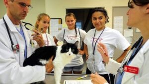 Best-vet-schools-in-NY